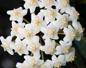 Oreogena (Hoya) / Phyto Cer. (Random)