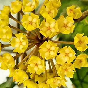 Svetlana (Hoya) / Phyto Cer. (Random)