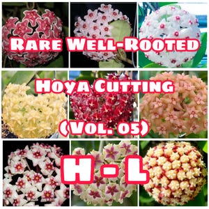 Rare Well-Rooted Hoya Cutting (Vol. 05) – Healthy & Phytosanitary Certified
