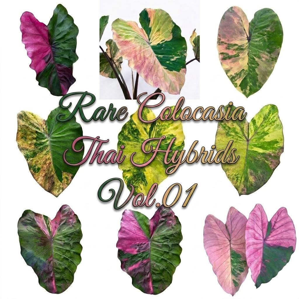 Colocasia redemption - Etsy 日本