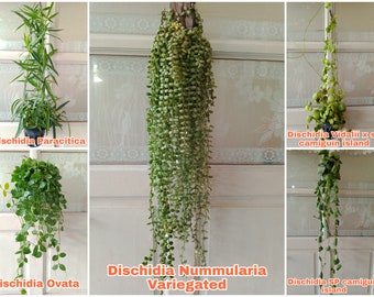 5 Dischidia Species with Phytosanitary Certificate.