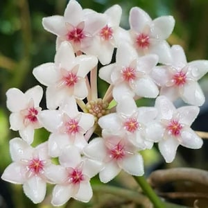 Rare Hoya Anulata in 4&quot; Pot | Free Phytosanitary Certificate | Unique Foliage | Rooted & Healthy | Worldwide Shipping