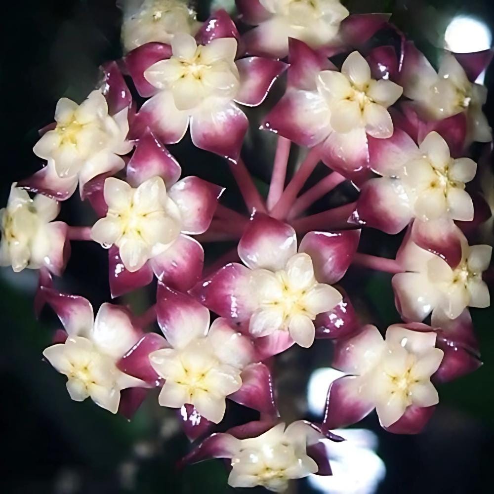 Hoya gunung gading - Etsy 日本