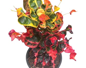 Croton ‘Siam Diamond’  | Rare Ornamental Plant | Stunning Variegated Foliage | 4” Pot | Indoor/Outdoor | Free Phytosanitary