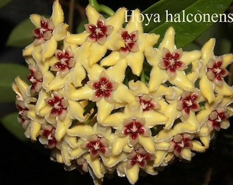 ホヤ インペリアリス パラワン (((((ホヤ))))Phyto_Cer.//// - Etsy 日本