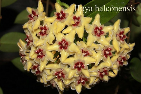 Хойя halconensis