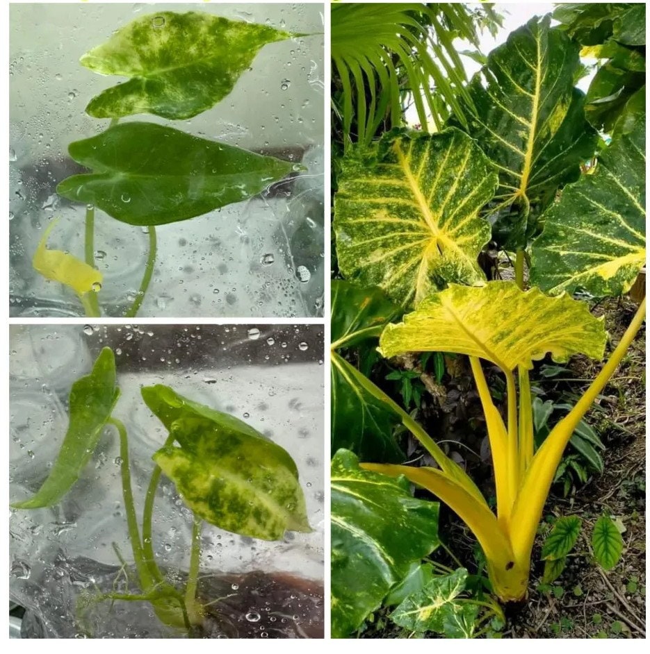 Alocasia serendipity variegated - Etsy 日本 Alocasia serendipity variegated - Etsy 日本