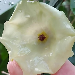 Mappigera (Hoya) / Phyto Cer. (Random)