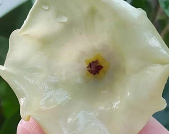 Mappigera (Hoya) / Phyto Cer. (Random)