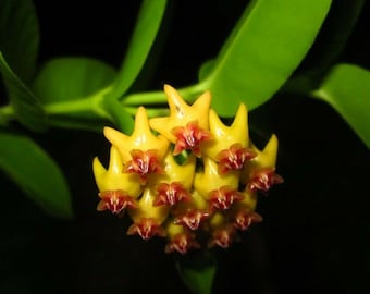Densifolia (Hoya) / Phyto Cer. (Random)