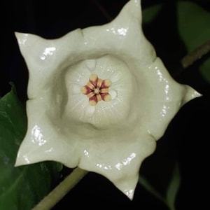 Sammannaniana (Hoya) / Phyto Cer. (Random)
