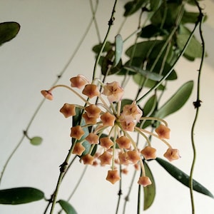 Sigillatis (Hoya) / Phyto Cer. (Aléatoire)