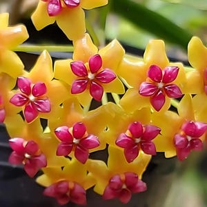 Rare Hoya Benguetensis in 4&quot; Pot | Free Phytosanitary Certificate | Exotic Beauty | Rooted & Healthy | Worldwide Shipping
