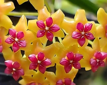 Rare Hoya Benguetensis in 4&quot; Pot | Free Phytosanitary Certificate | Exotic Beauty | Rooted & Healthy | Worldwide Shipping