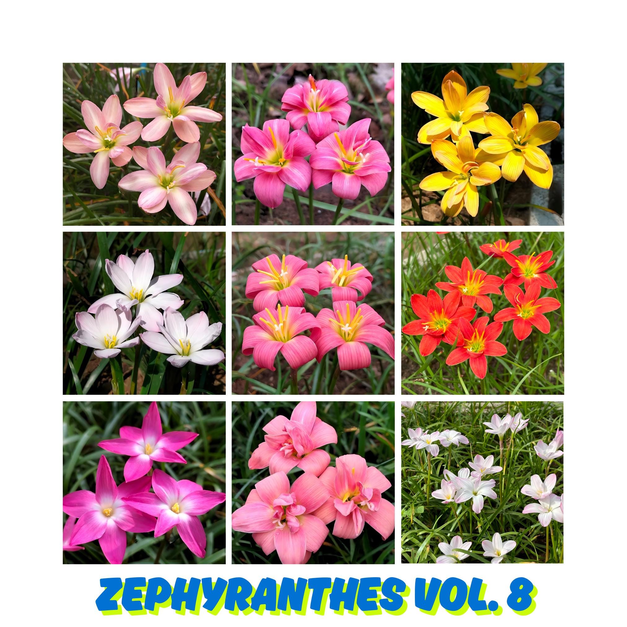 Zephyranthes - Etsy 日本