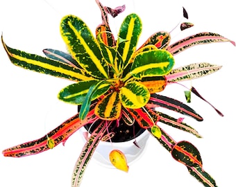 Croton ‘Sai Sroi Thong Kham’  | Live Plant 4" Pot | Free Phytosanitary  | Rare & Exotic Foliage | Indoor/Outdoor | Well-rooted