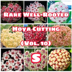 Seltener gut verwurzelter Hoya-Ableger (Vol. 10) - Gesund & Phytosanitär zertifiziert