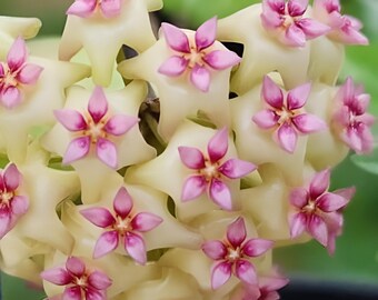 AH 1013  (Hoya) / Phyto Cer. (Random)