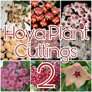 New Hoya plant cuttings 02 , Hoya cutting bundle, Hoya cutting box, plant gift box, Hoya plant starter box / Phyto Cer. (Random)