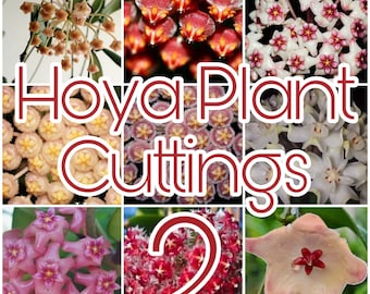 New Hoya plant cuttings 02 , Hoya cutting bundle, Hoya cutting box, plant gift box, Hoya plant starter box / Phyto Cer. (Random)