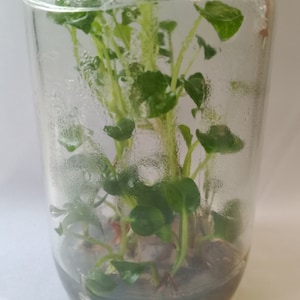 10 Epipremnum pinnatum variegated TC. / Phyto Cer. (Random)