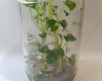 10 Epipremnum pinnatum variegated TC. / Phyto Cer. (Random)