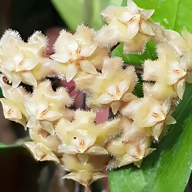 Hoya erythrina - Etsy 日本