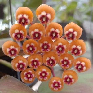 Waymaniae (Hoya) / Phyto Cer. (Aléatoire)