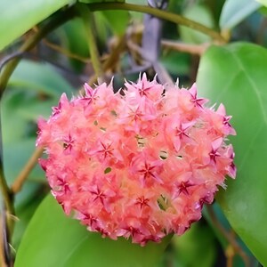 Peut inclure: Gros plan sur un groupe de fleurs roses aux pétales en forme d'étoile. Les fleurs sont disposées en forme de boule et sont entourées de feuilles vertes.