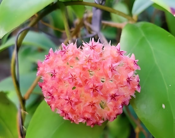 Mindorensis Pink (hoya) / Phyto Cer. (random) - Etsy