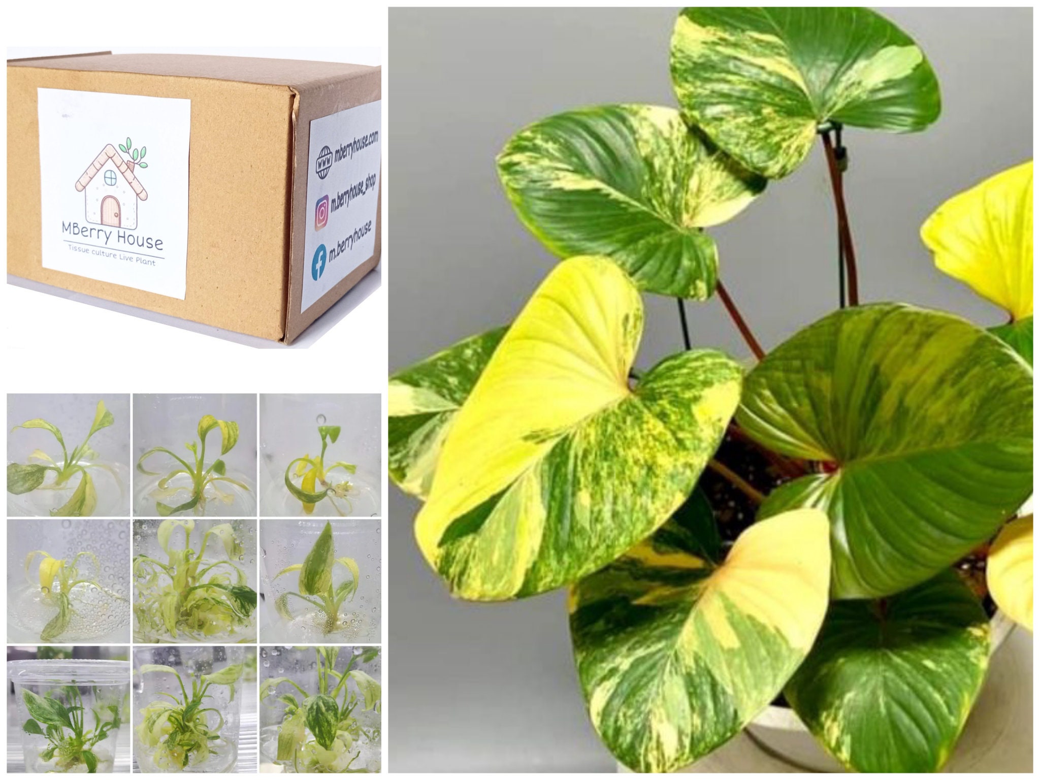 8月中セール★ 斑入り ホマロメナ homalomena rubescens 8月中セール☆ 斑入り ホマロメナ homalomena rubescens