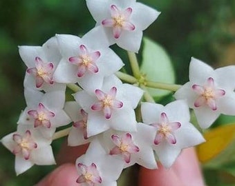 Vaccinioides (Hoya) / Phyto Cer. (Random)