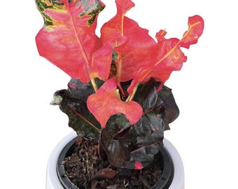 Croton ‘Bangkok Niramit’  | Rare Thai Croton | Live Plant 4" Pot | Vibrant Multicolor Foliage | Live Plant + Free Phytosanitary