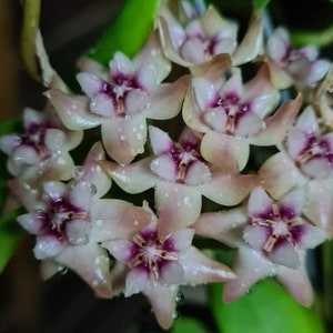 Darwinii (Hoya) / Phyto Cer. (Random)