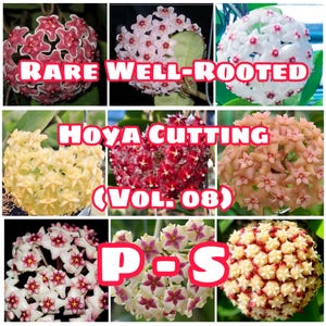 Rare Well-Rooted Hoya Cutting (Vol. 08) – Healthy & Phytosanitary Certified