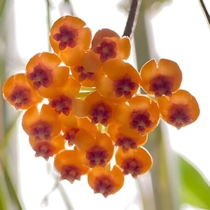 Endauensis (Hoya) / Phyto Cer. (Random)
