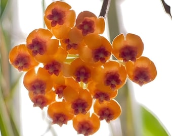 Endauensis (Hoya) / Phyto Cer. (Random)