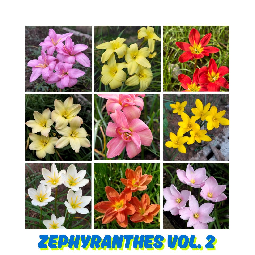 Zephyranthes - Etsy 日本