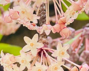 Polystachya (Hoya) / Phyto Cer. (Random)