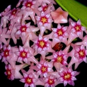 Coxanh 001(Hoya) / Phyto Cer. (Random)