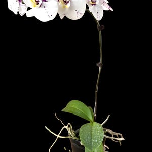 20 Phalaenopsis Orchid U3-4 Tissue Culture Plants, Free Phytosanitary Certificate, Randomly Selected, Fast Global Shipping &quot;MBerryHouse&quot;