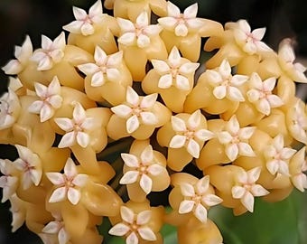 ホヤ・プワエンシス ((((ホヤ))))) Phyto-Cer.///// - Etsy 日本