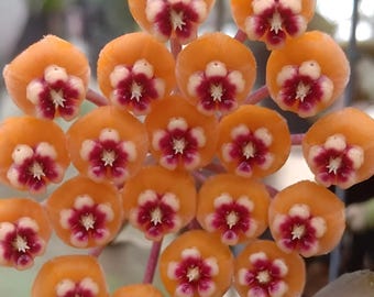 Waymaniae Malaysia (Hoya) / Phyto Cer. (Random)