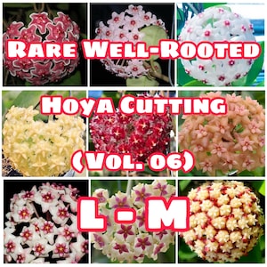 Rare Well-Rooted Hoya Cutting (Vol. 06) – Healthy & Phytosanitary Certified