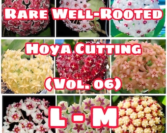 Rare Well-Rooted Hoya Cutting (Vol. 06) – Healthy & Phytosanitary Certified