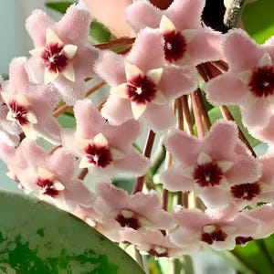 Hoya ah 074 - Etsy 日本