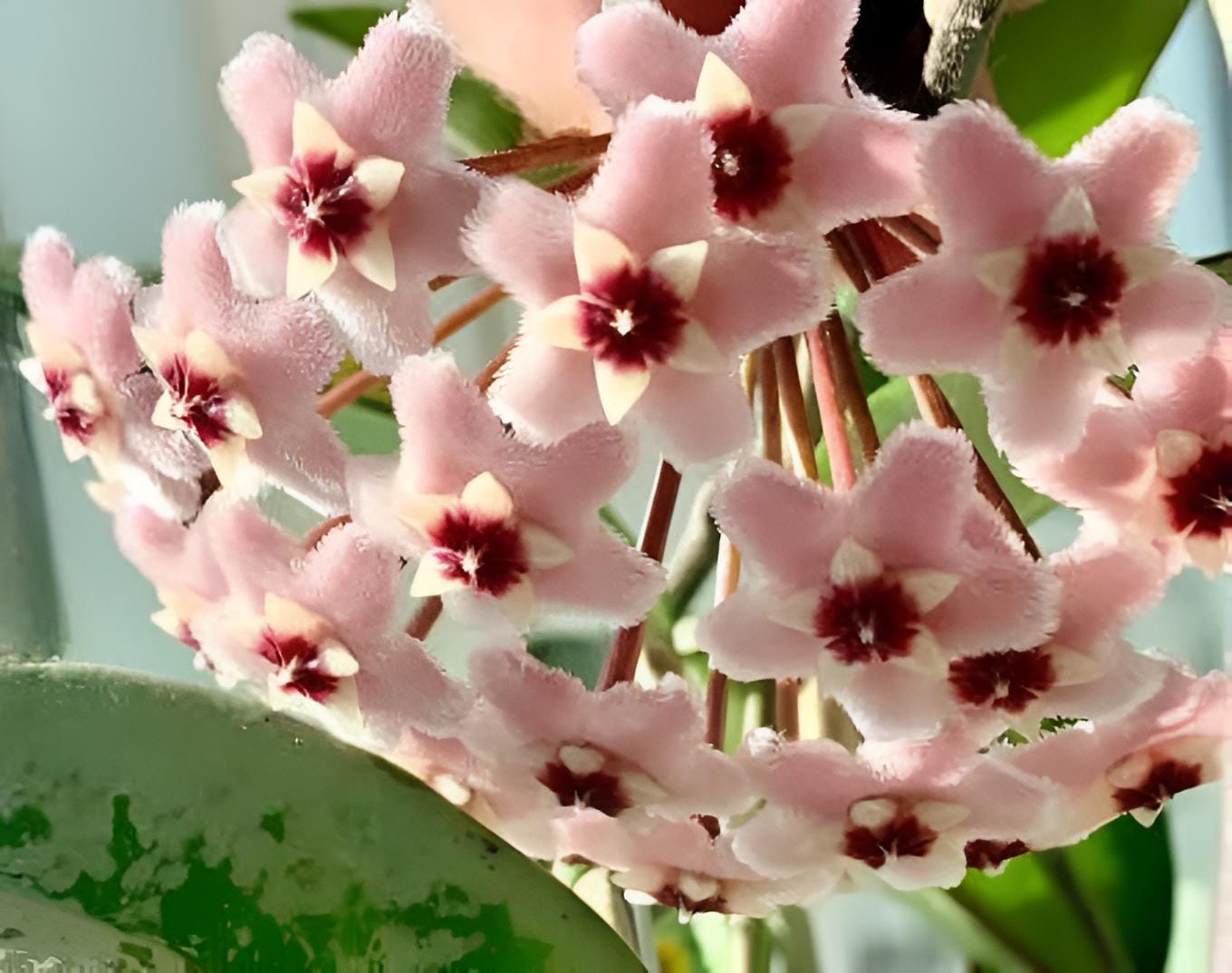 Hoya ah 074 - Etsy 日本