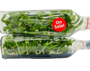 May include: Two clear glass bottles filled with green plant cuttings. The bottles have red and white labels that say "On Sale!"