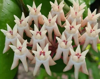 Mitrata Big Leaves (Hoya) / Phyto Cer. (Random)