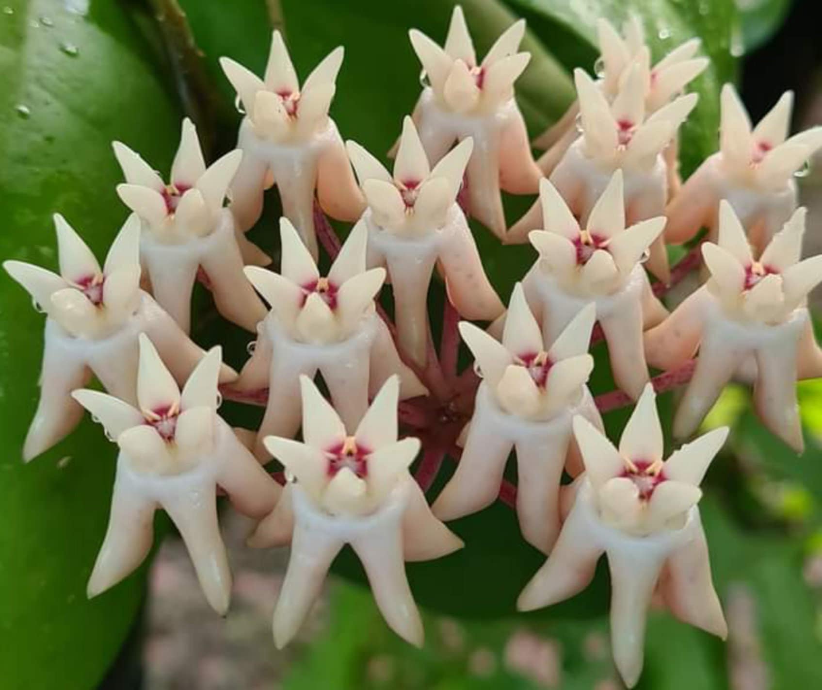 Hoya mitrata - Etsy 日本